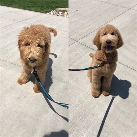 We all need time to unwind, and many of our dogs love to lounge around with us. Golden doodle puppy before and after grooming. This is ...