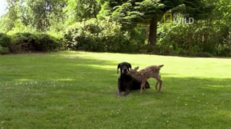 Unlikely Animal Bond Great Dane And Deer Video Abc News