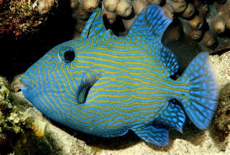 Blueline Trigger Pseudobalistes Fuscus Saltwater Fish For Sale
