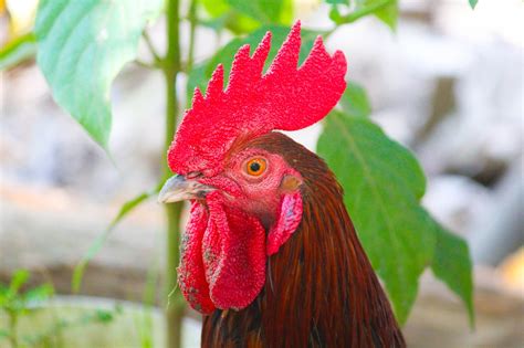 Rooster Chicken Male Free Photo On Pixabay Pixabay