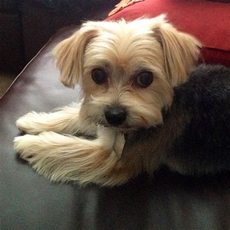 25 Cute Morkie Haircut Ideas All The Different Types And Styles Artofit