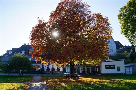 Die post, delivering the best meals. Der Kastanienbaum vor unserem Haus * Elkes Kindergeschichten