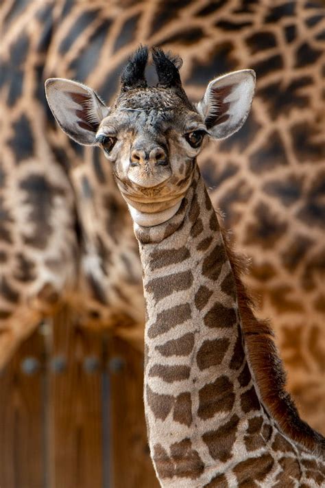 Oh Boy Its A New Giraffe Calf At Disneys Animal Kingdom Theme Park