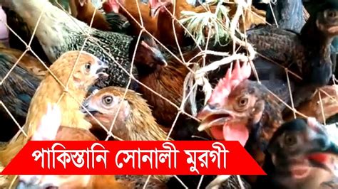 Pakistani Sonali Murgi These Chickens Were Kept In Cages For Sale