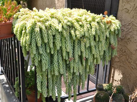 7 Popular Hanging Succulent Plants World Of Succulents