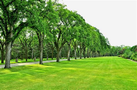 Park Trees Road Field Lawn