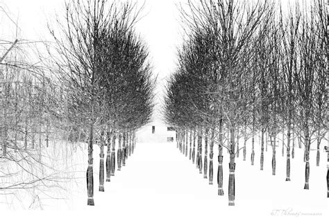 Trees Black And White Photograph By Toni Thomas Fine Art America