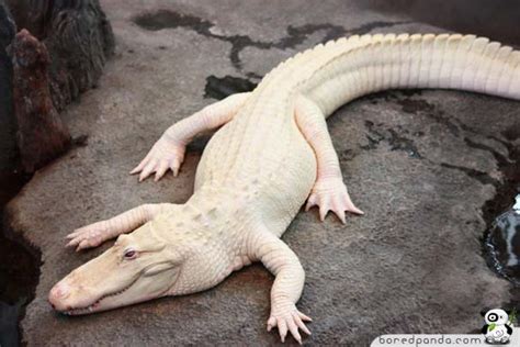 23 Wonderful Albino Animal Pictures Amazing Creatures