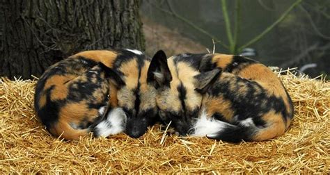 African Wild Dog Pups African Wild Dogs 10 Cutest Babies