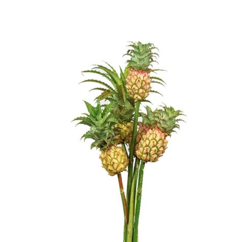 Mini Pineapple Pink 50cm Pack 100 Stems Colombiaflower