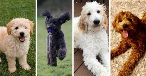 How Much Does A Goldendoodle Cost We Surveyed 300 Owners To Find Out