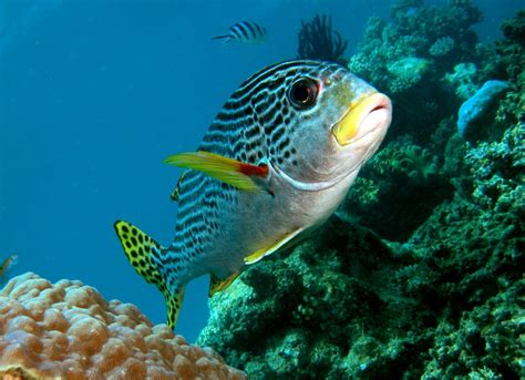 Great Barrier Reef Tours Cairns Snorkel And Dive Only 25