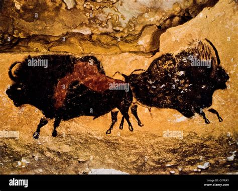 Cave Painting Two Prehistoric Bison Lascaux France Stock Photo Alamy