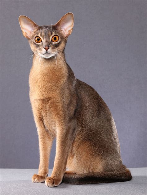 Breed Profile The Abyssinian Abyssinian Cats Pretty Cats Beautiful