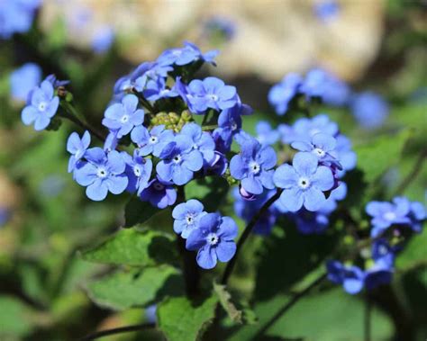 30 Popular Types Of Blue And Violet Flowers 2022 List A To Z With Photos