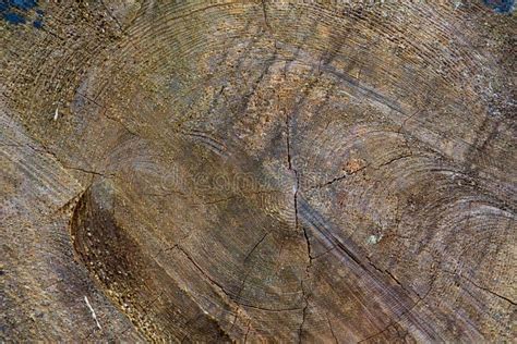 Cut Log Woodgrain Background Texture Stock Image Image Of Radiating