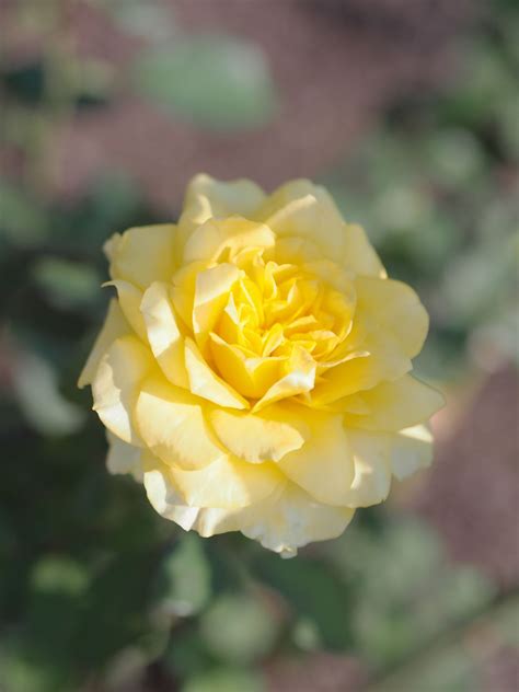 Rose Golden Medallion At Oji Rose Garden Tea Roses Hybrid Tea