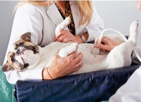 Ultrasonography Kantenna Park Veterinary Clinic