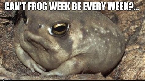 Frog Week Joke Imgflip