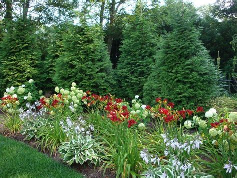 staggered giant arborvitae privacy hedge with flowers green giant arborvitae privacy hedge