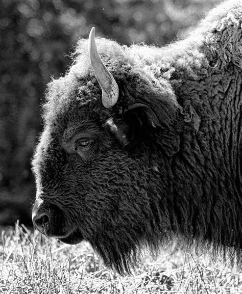 Tips For Black And White Wildlife Photography