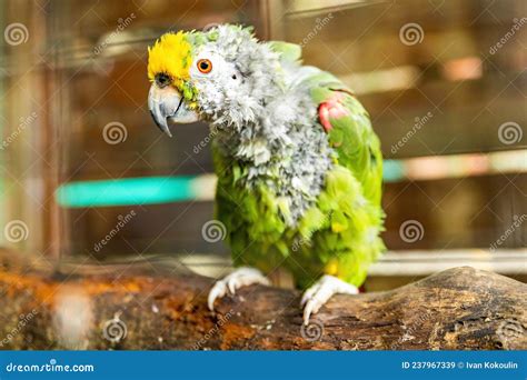 Sick Parrot Caged Portrait Looking Sad Alone Stock Image Image Of