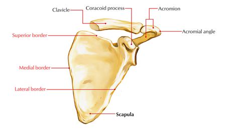 Learn the anatomy of the scapula and clavicle bones in the pectoral girdle (also called shoulder girdle). Easy Notes On 【Scapula】Learn in Just 4 Minutes! - Earth's Lab