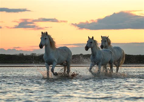 Morning River Sunrise Dawn Horses Horse Swimming Wallpapers Hd