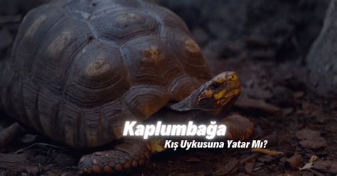 Kaplumbağa Kış Uykusuna Yatar Mı? (Doğru Cevap)