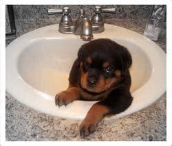 But not eating, that doesn't sound good. Bathing Your Rottweiler Puppy | RottweilerHQ.com