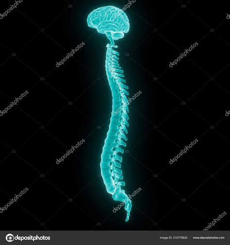 Illustration Human Brain Spinal Cord Stock Photo By ©magicmine 315770820