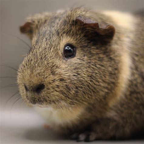 Guinea Pig For Adoption Bolt An Abyssinian In Eagle River Ak