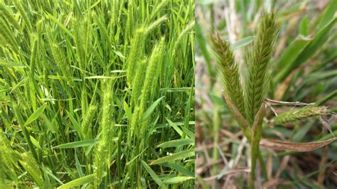 Identifying And Controlling Common Winter Weeds In Your Pastures