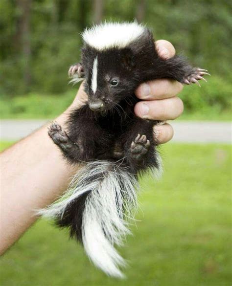 Twitter Baby Skunks Cute Baby Animals Animals Beautiful