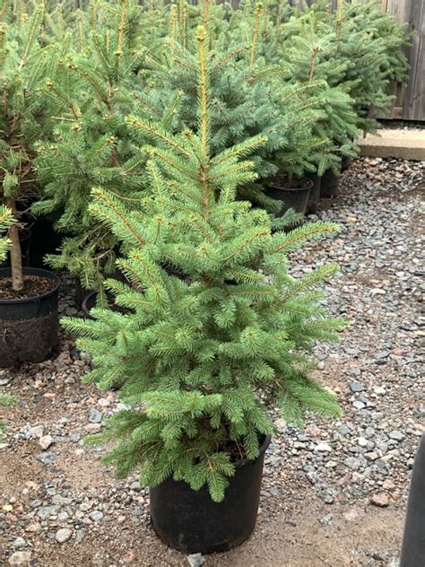 Colorado spruce is the state tree of utah.go figure. 3ft Colorado Spruce Tree | October Easy-To-Handle Potted ...