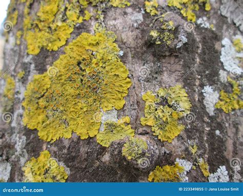 Yellow Fungus Growing On A Tree Stock Image Image Of Forest