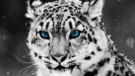 Hd Animals Wallpapers Snow Blue Eye Leopard 1366x768 Fondo De