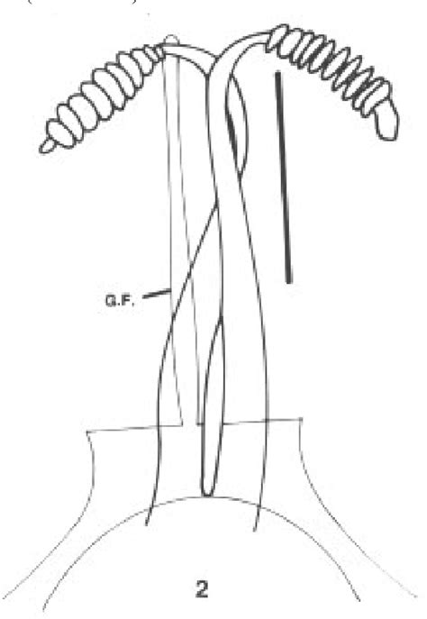 Figure From A Redescription Of Lutzomyia Nyssomyia Intermedia Lutz Neiva And