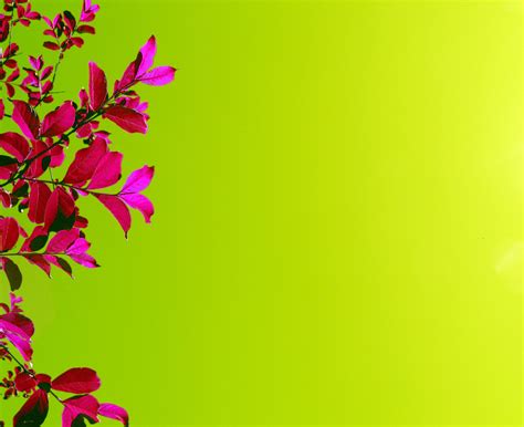🔥 Download Image Flowers By Jlynch95 Pink And Lime Green Wallpaper