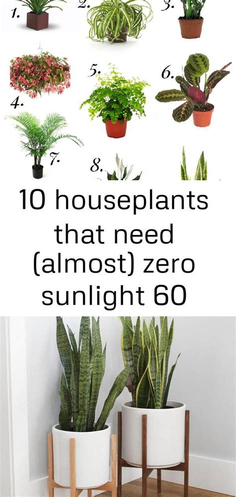 10 Houseplants That Need Almost Zero Sunlight 60 Houseplants