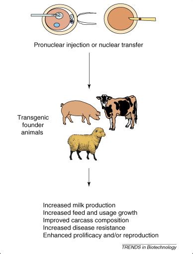 Is that organism is (biology) a discrete and complete living thing, such as animal, plant, fungus or microorganism while transgenic is as an adjective transgenic is. Agricultural applications for transgenic livestock: Trends ...