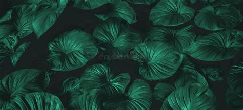 Tropical Leaves Abstract Green Leaves Textur Stock Image Image Of