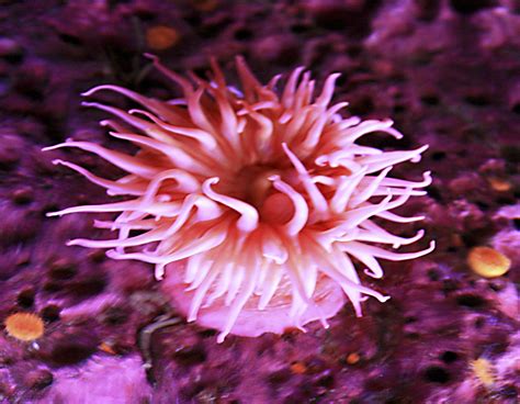 Pink Sea Anemone A Pink Sea Anemone Waves Its Graceful Fro Flickr