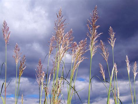 Tall Grass Free Stock Photo Public Domain Pictures