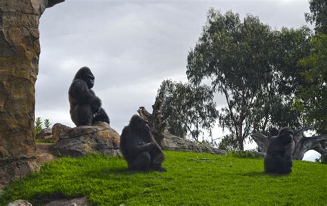 Third Gorilla Birth For Bioparc Valencia Zooborns