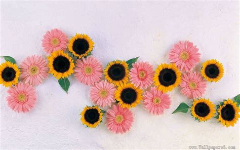 Pink Sunflower Wallpapers Top Free Pink Sunflower Backgrounds