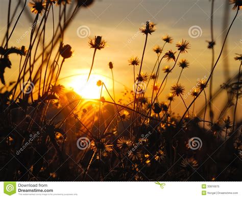 Beautiful Sunset Royalty Free Stock Photo Image 30816975