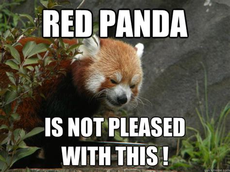 Angry Red Panda Memes Quickmeme