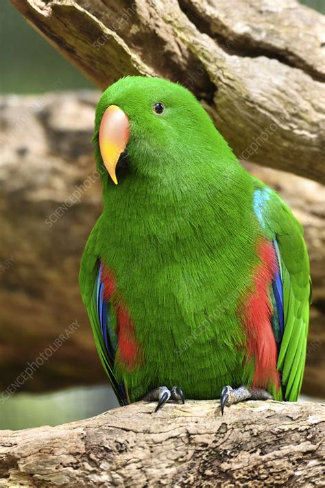 Male Eclectus Parrot Stock Image C0486596 Science Photo Library