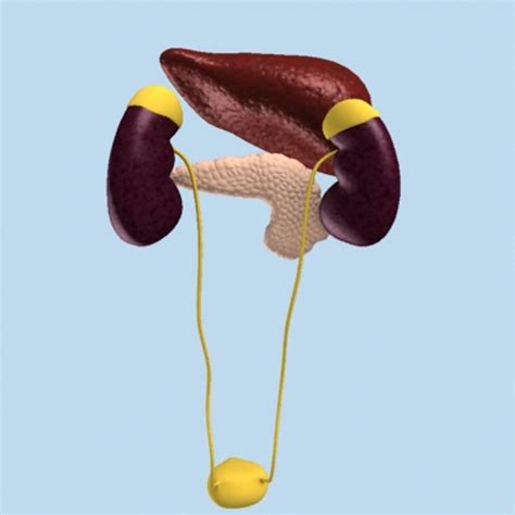 Human Liver Kidneys Pancreas 3d Model